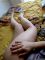 Angel001 (49+) - Szubmisszív Hetero Nő & Szolgalány - Budapest - kerület nélkül - VIP