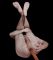 laaz91 (35) - Switch Bisex Male - Pest - város nélkül - Verified